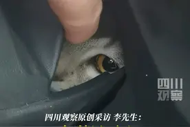 1月24日，安徽蚌埠。#猫咪跟主人回家过年上车就躲猫猫 ，小猫咪能有什么心思呢？人家只是胆子小啊～视频封面
