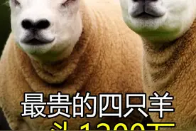 最贵的四只羊，有1只竟然拍出了1200万的天价#神奇动物在抖音 #动物 #科普 #冷知识 视频封面