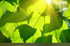 一秒入夏！此刻，西安33.8℃！网友：西安真的没有春天 #西安 #天气 #春天视频封面