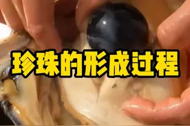 天然珍珠的形成全过程 #珍珠 #养殖珍珠 #科普 #有趣的知识又增长了视频封面