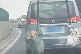 2月2日（采访），贵州凯里，男子路遇回家过年的面包车，车里塞满了行李箱，只能把两只狗狗这样带回家，太可爱视频封面