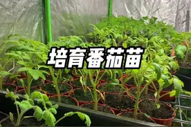 如何培育番茄苗，简单几步教会你，简单又实用 #新农人计划2024视频封面