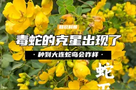 蛇的克星出现了，毒蛇见了都得绕道跑？种到大连蛇岛会发生什么？ （2）视频封面