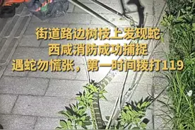 6月8日，陕西西咸。#行道树蛇出没消防员成功捕捉  提示：遇蛇勿慌张，第一时间拨打119。#蛇出没 #这是什么蛇 #这蛇有毒吗 #遇到蛇怎么办视频封面