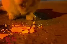 女孩给路边的流浪猫喂食，猫咪竟然流下了眼泪，隔天发现小猫永远离开了，万物有灵！视频封面