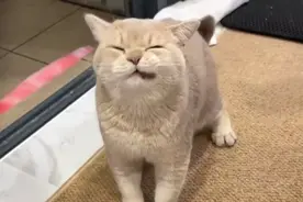 原来小猫咪也会偷偷叹气！80%宠主不知道的猫咪冷知识 #猫咪的迷惑行为 #猫咪日常 #宠物知识 #铲屎官的乐趣 #普安特视频封面