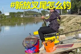 黑坑新放叉尾详细坐钓思路。 #原来钓鱼才是抖音运动顶流 #黑坑叉尾 #叉尾怎么钓视频封面