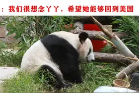 美国民众期盼中国大熊猫丫丫回美国，日本网友：我们不同意视频封面