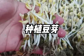如何在家种出鲜嫩的豆芽，简单几步教会你！ #种豆芽 #生豆芽视频封面