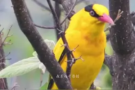 50种鸟叫声大全，身边常听的鸟叫声，却不知道它们的名字 #自然奇境科普季  #鸟叫声视频封面