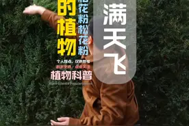 沙尘暴一样的柏树松树花粉 #北京过敏季 #柏花齐放 #松花粉 #内容启发搜索 #知识点亮她视频封面