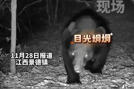罕见！江西一自然保护区发现一只体重约150公斤成年黑熊#熊出没 #江西dou知道视频封面