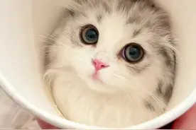 猫咪这些奇怪行为背后的原因，你家猫中了几条？！ #猫咪 #猫咪冷知识 #铲屎官的乐趣
