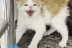 2月21日贵州贵阳，因女子摸了小区流浪猫，自家的猫突然应激，女子被咬伤手臂！视频封面