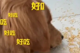 10月29日 河南，狗子偷偷摸摸“加餐”，自己拆开包装嘎嘣嘎嘣吃，主人：我再不过来 一箱都“炫”完了。素材来源@小八萬🐶视频封面