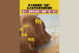 10月29日 河南，狗子偷偷摸摸“加餐”，自己拆开包装嘎嘣嘎嘣吃，主人：我再不过来 一箱都“炫”完了。素材来源@小八萬🐶视频封面
