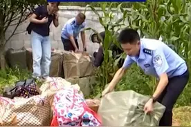 【这个贪官把茅台埋地里 上面种玉米】近日，贵州修文县委原书记管庆良被提起公诉。这个贪官害怕被查，指使家人将茅台等财物埋在地里，上面种上玉米。视频封面