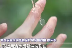 被马蜂蜇了别慌，记住这样做→#科普 #三农小知识 #乡聚向未来 @抖音青少年     视频封面