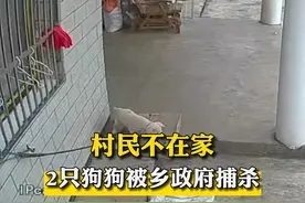 乡政府：发现狂犬病，根据规定所有犬只一律捕杀，且3年内不能养犬。视频封面