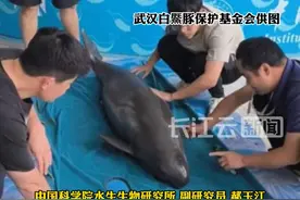 #江豚淘淘迎来三胎  世界首例全人工环境下繁育成功的江豚“淘淘”有三胎了，是个“男孩”！中国科学院水生生物完整记录了小江豚从受精卵到出生的362天，这也是人类首次全过程记录小江豚孕育过程。#最美中国视频封面
