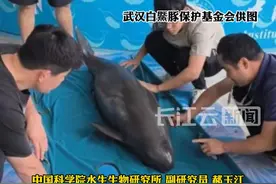 #江豚淘淘迎来三胎  世界首例全人工环境下繁育成功的江豚“淘淘”有三胎了，是个“男孩”！中国科学院水生生物完整记录了小江豚从受精卵到出生的362天，这也是人类首次全过程记录小江豚孕育过程。#最美中国视频封面