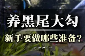 新手养黑尾大勾需要做哪些准备才能不踩坑呢？#养鱼日记 #水族 #观赏鱼 #新手养鱼 #自然奇境科普季