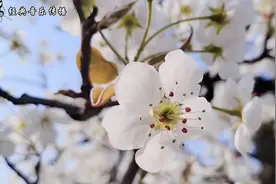 周峰经典原唱《梨花又开放》，抒发了浓浓的思乡、思亲的伤感之情视频封面