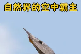 游隼—世界上速度最快的动物，俯冲时速可达389千米每小时视频封面
