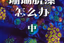 珊瑚为什么会脱藻？揭开珊瑚白化的面纱（中）视频封面