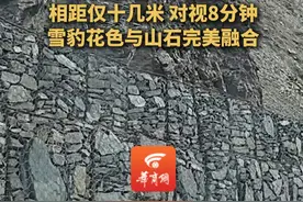 震撼！网友驾车在西藏偶遇国家一级保护动物雪豹，拍下珍贵画面。视频封面