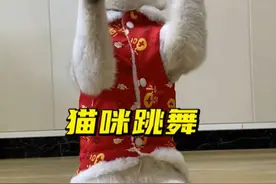 毛孩子排练了好久的“中国风舞蹈”，笑死我了😂 #猫咪 #萌宠出道计划 #猫咪跳舞 #戏精猫视频封面