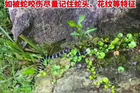 福建多地蛇出没！专家：福建是我国毒蛇种类最多的省份，如被蛇咬伤尽量记住蛇头、花纹等特征