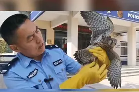 警民接力救助国家二级保护动物-红隼。@乐陵公安 视频封面