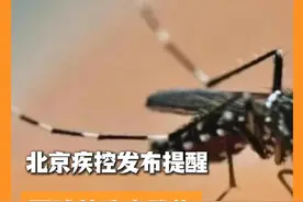 北京偶有基孔肯雅热输入病例！目前北京能传播基孔肯雅热的蚊种为白纹伊蚊，俗称“花蚊子”或“黑蚊子”，如何预防？ #北京城市服务台