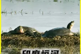 为什么印度人会在很脏的恒河里洗澡？ 为什么印度人会在很脏的恒河里洗澡？#有趣的冷知识 #科普 视频封面