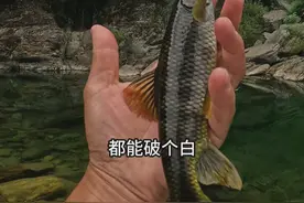 惊喜无处不在 #溪流钓 #盘车溪流钓 #户外钓鱼 #2024dou来钓鱼 #溪石斑