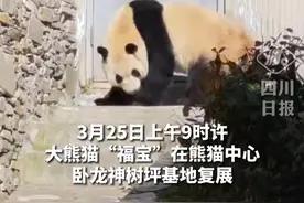 大熊猫“福宝”恢复对外展出，此前因状况异常被转移监测，“福宝”的最新检测结果均未见异常视频封面
