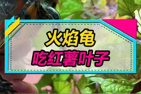 爱吃红薯叶的火焰龟来啦~#乌龟 #水族 