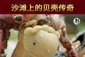 沙滩上的贝壳传奇 #奇趣自然 #神奇动物在抖音 #动物趣事 #科普一下视频封面