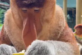 好可爱，赶紧拿远点#长鼻猴 #长隆野生动物园 #神奇动物在抖音 #吗喽视频封面