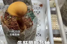 “见手青自由”指日可待！#昆明种出全国首个人工培育见手青 ，一年四季都能采！#美好生活在云南   #了不起的大云南  #有一种叫云南的生活视频封面