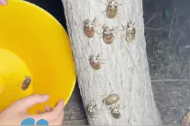 卖到2元/只，有人一晚净赚2000多元！最近好多人一到晚上就出动捉爬蚱！（中国经济网）#大象主播说 @程鹏