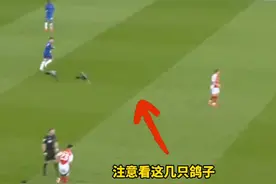 百科全书！詹俊连英超的鸽子也能认出来？ 张路：你刚说完《喋血双雄》就“喋血”了#阿森纳1比0切尔西 #詹俊 #张路 #英超 #dou来足球季视频封面