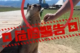 摸土拨鼠？要不得！旱獭是传播鼠疫的主要宿主 #旅游 #土拨鼠视频封面