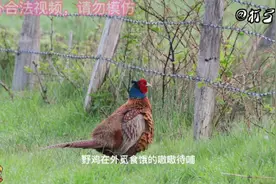 大叔乔治出门投喂野鸡，只不过用的是钢珠，导致野鸡吃食被呛着了视频封面