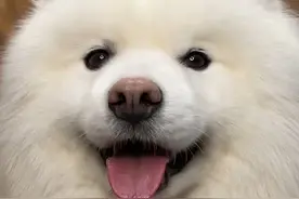 萨摩耶为什么会被称为三傻之一 #萨摩耶 #萌宠出道计划 #宠物 #狗狗