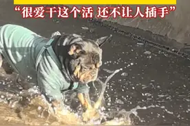 这技能都会？小狗回家看到楼顶有积水，在主人的夸奖声中兴奋化身“狗师傅”成功疏通，主人：它很爱干这个活，还不让人插手。#狗狗成精了 #狗狗的迷惑行为视频封面