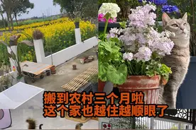 一个人带着17只猫，不管在哪都能生活得很好！ #谁能拒绝傻憨憨的小猫咪 #萌宠出道计划 #农村生活视频封面