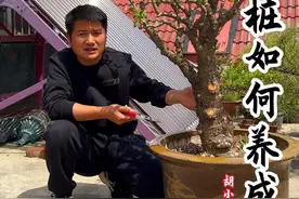 玉树老桩是如何养成的，养老桩大家一定要有耐心！ #三农 #到了年龄会觉醒一些东西 #玉树 #玉树修剪 #修剪视频封面