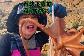 礁石区退大潮，八爪鱼螃蟹都泛滥啦！小章搬开一个石块直接爆桶！视频封面